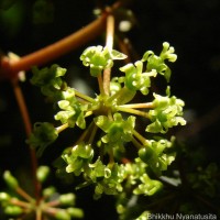 Smilax perfoliata Lour.